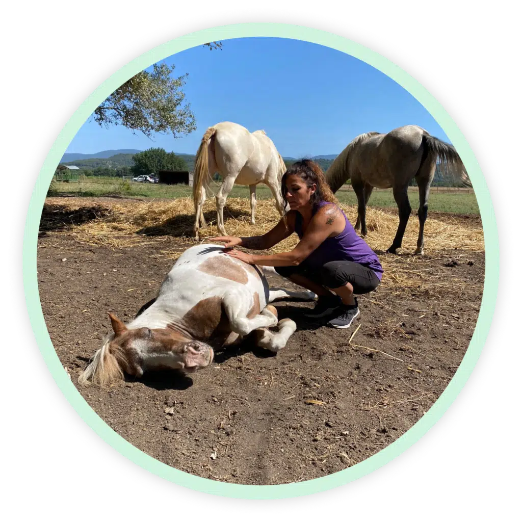 Femme effectuant un soin énergétique sur un cheval allongé dans un champ, entouré d'autres chevaux, avec un paysage naturel en arrière-plan.