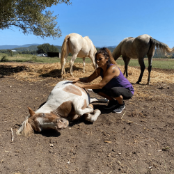 Femme réalisant un soin énergétique sur un poney allongé dans un champ, entourée de deux autres chevaux, illustrant une session d'équi-coaching holistique en plein air.