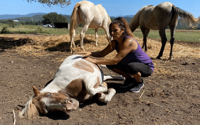 Femme réalisant un soin énergétique sur un poney allongé dans un champ, entourée de deux autres chevaux, illustrant une session d'équi-coaching holistique en plein air.